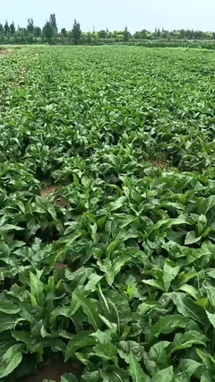 河北邯鄲紫苑藥才 品質與信賴的藥品零售典范